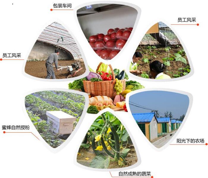 廈門(mén)蔬菜配送基地風(fēng)采